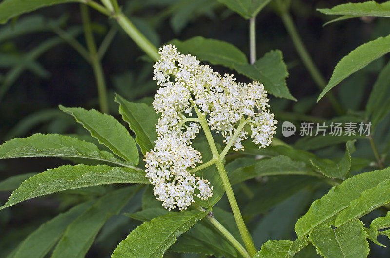 红接骨木、sambuus racemosa、北加州海岸的云顿州立公园;分类家族五福花科